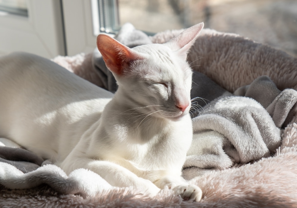 katten verharen oriëntaalse korthaar