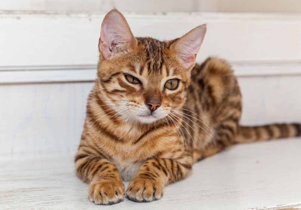 katten verharen Bengaalse kat