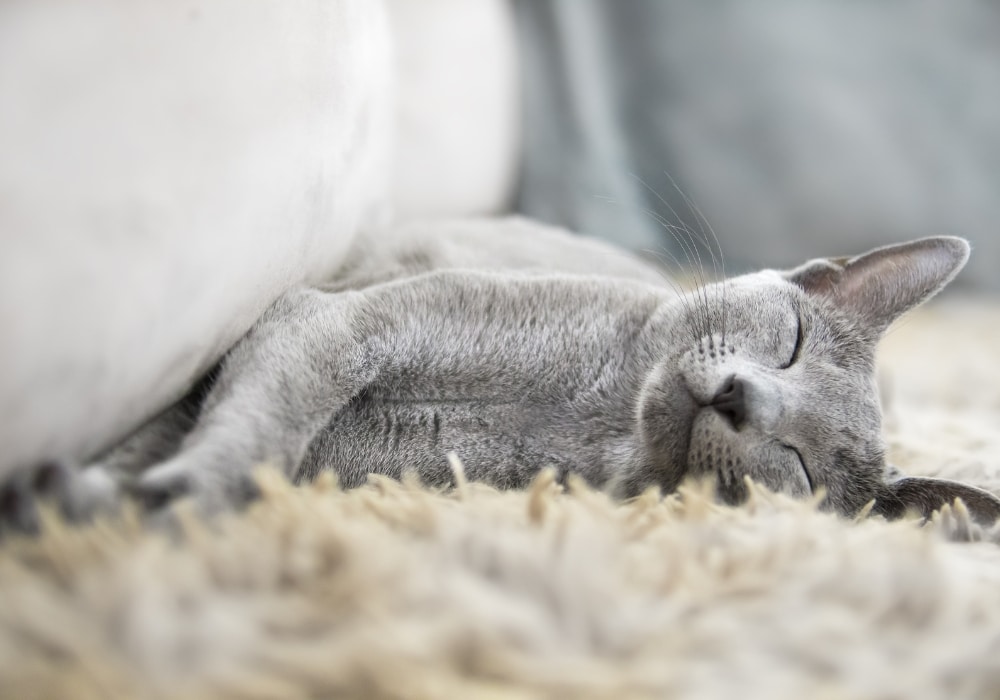 katten verharen blauwe rus