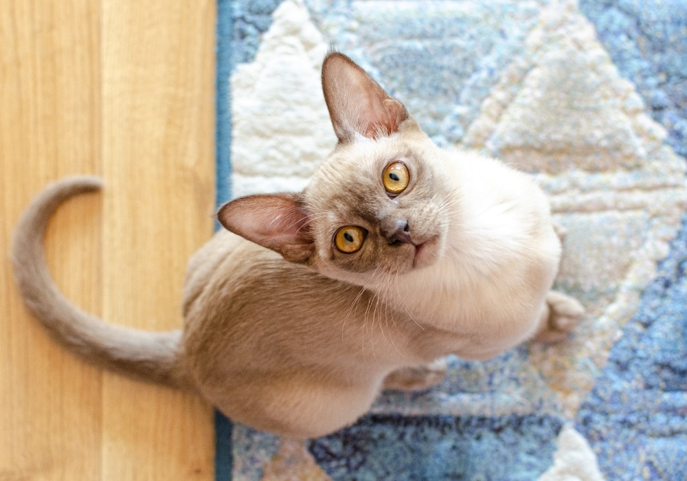 katten verharen burmees