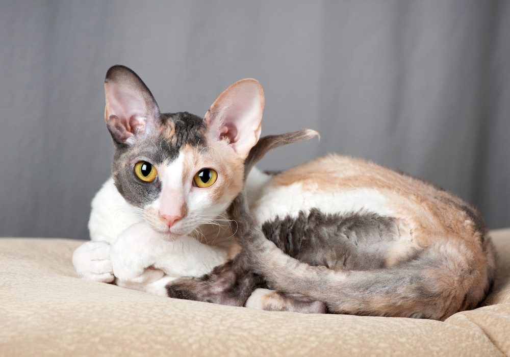 katten verharen cornish rex