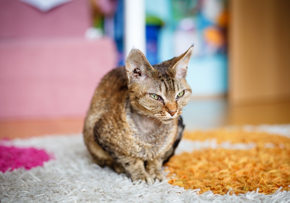 katten verharen devon rex