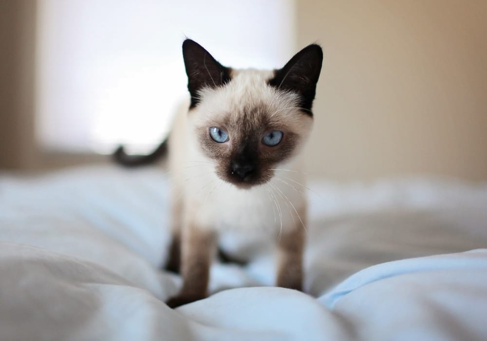katten verharen siamese kat