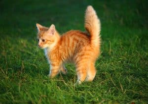 katten voor het eerst naar buiten