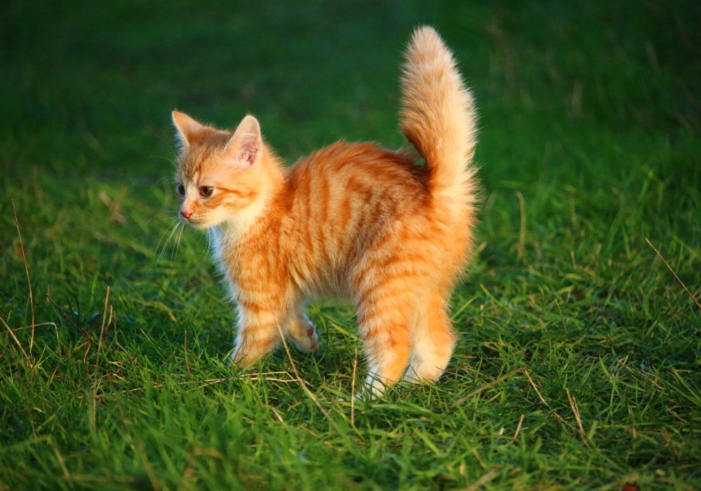 katten voor het eerst naar buiten