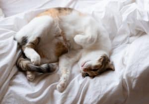 wanneer worden katten krols