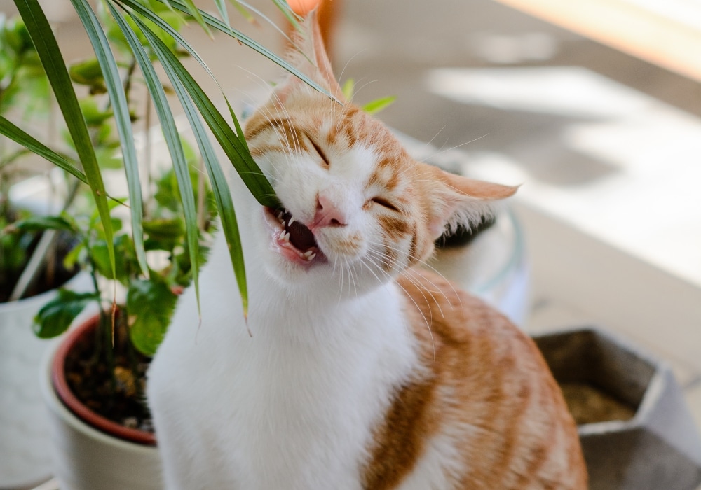 giftige planten voor katten