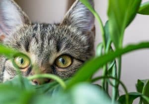giftige planten voor katten