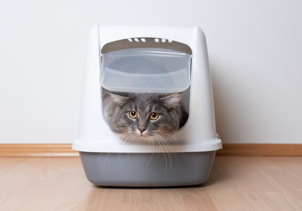 welke kattenbak
