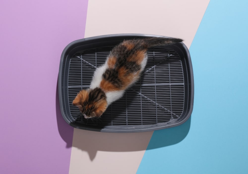 welke kattenbak