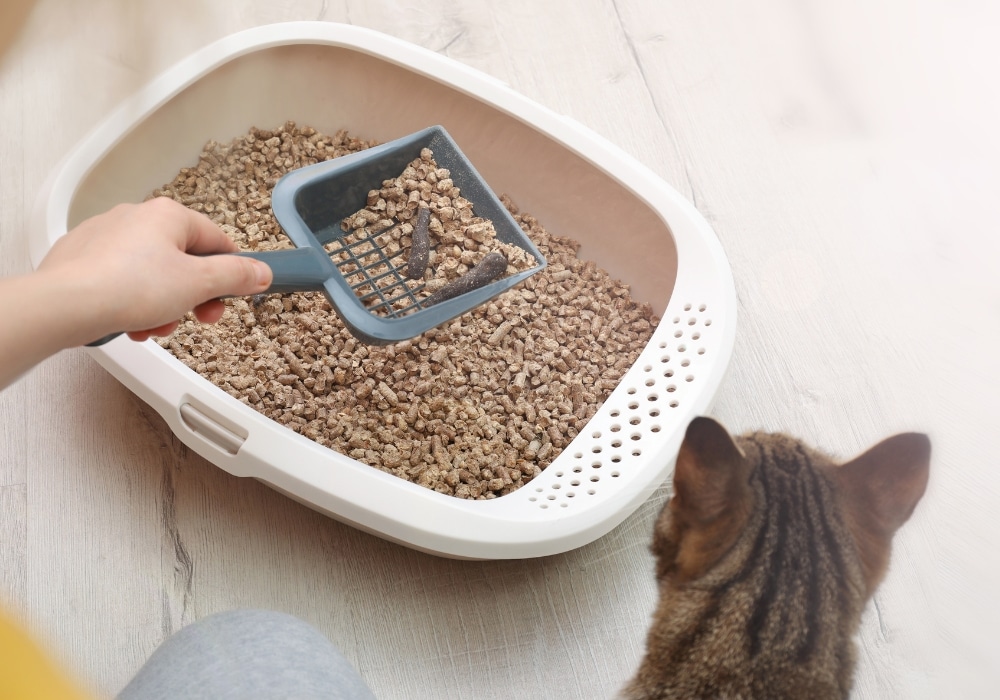 welke kattenbak