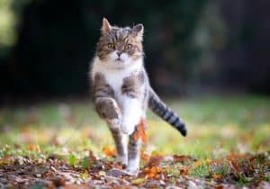 katten in de herfst