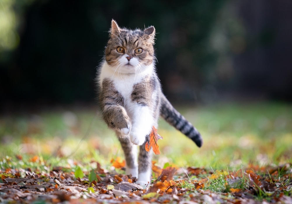 katten in de herfst